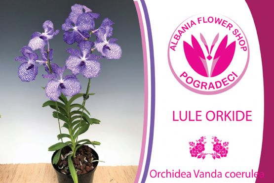 Lule Orchidea Vanda coerulea / Lord Rothschild's Variety nga Albania Flower Shop POGRADECI